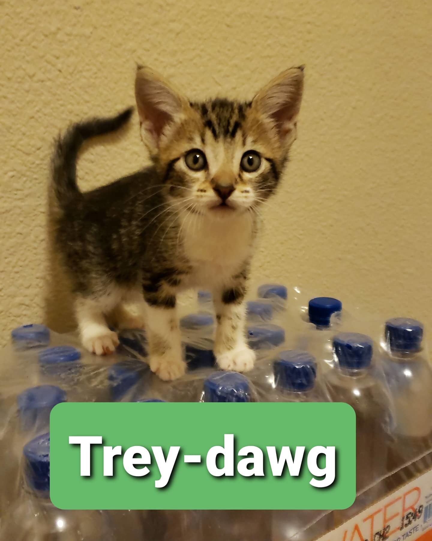Trey-Dawg, a Adoptable mixed breed in Long Beach, CA image 4/5
