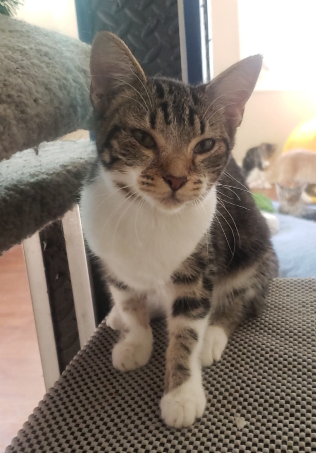 Trey-Dawg, a Adoptable mixed breed in Long Beach, CA image 5/5