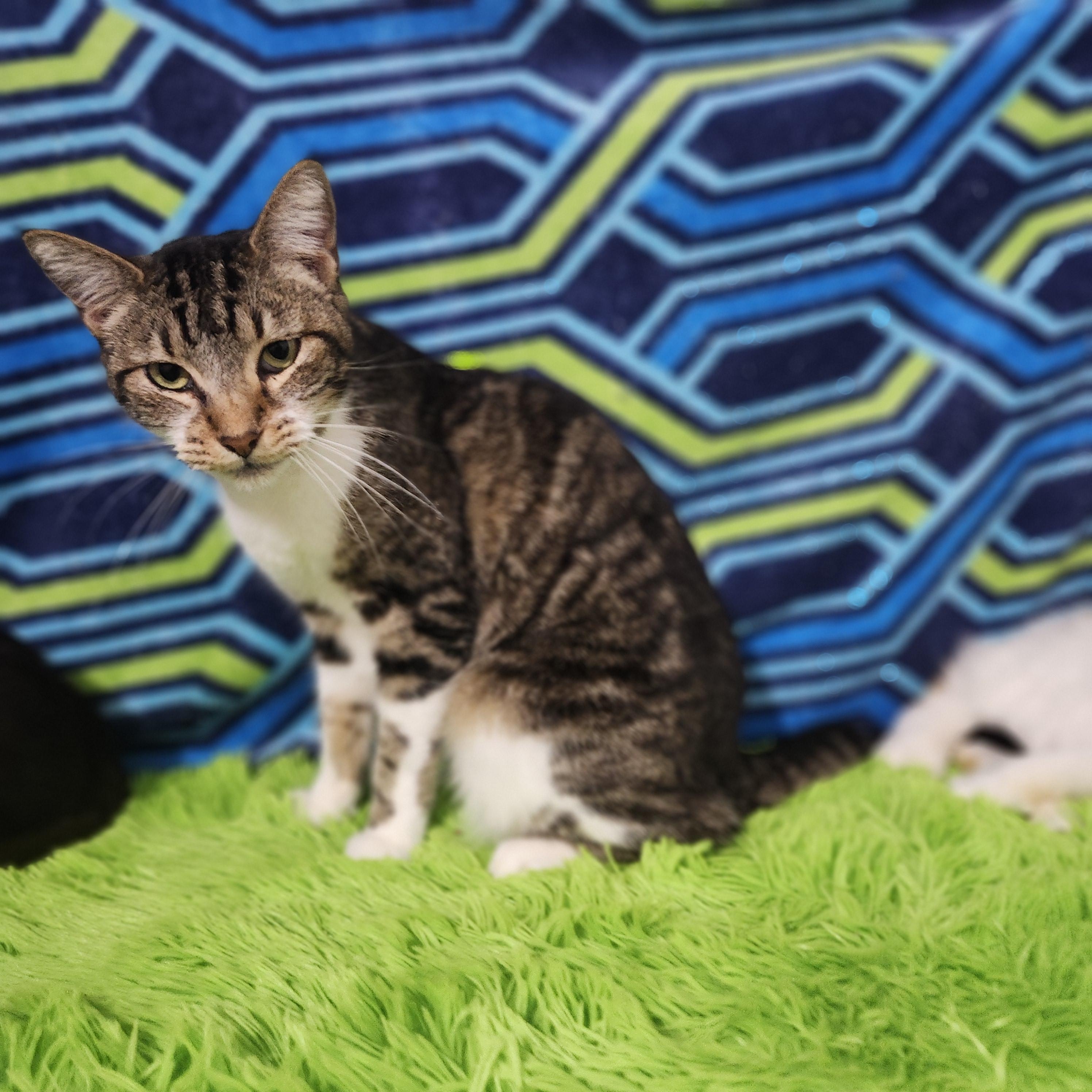 Trey-Dawg, a Adoptable mixed breed in Long Beach, CA image 2/5