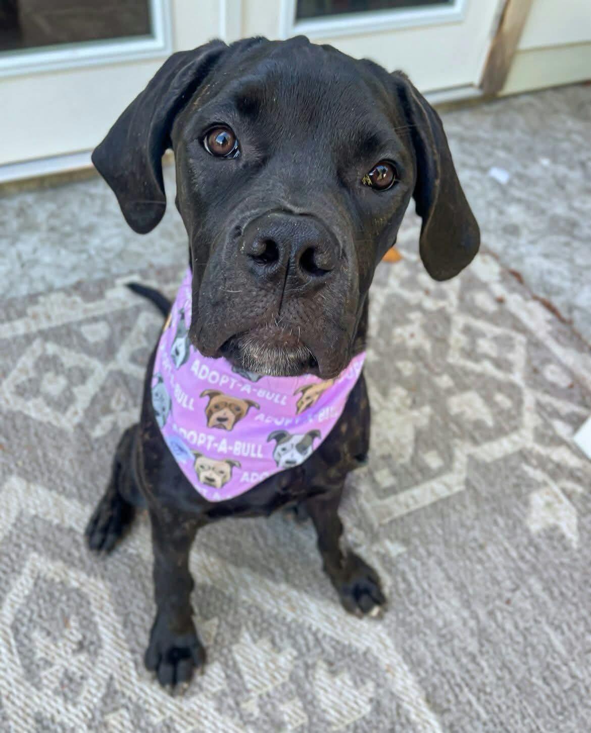 Enlarge Missy, a Adoptable mixed breed in Abbotsford, BC image 4/5