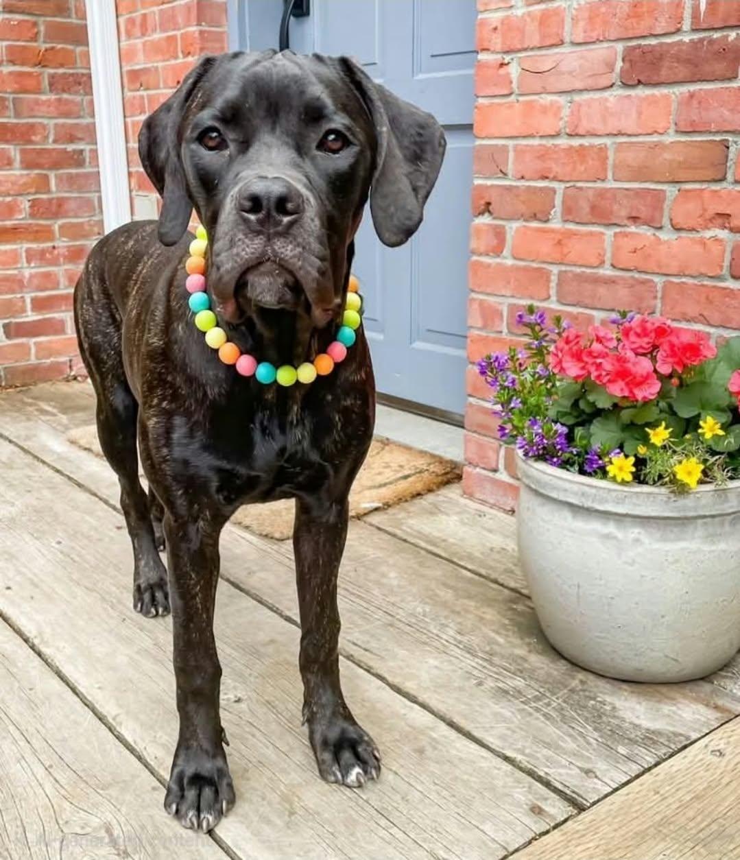 Missy, Adoptable, Puppy Female Mastiff.