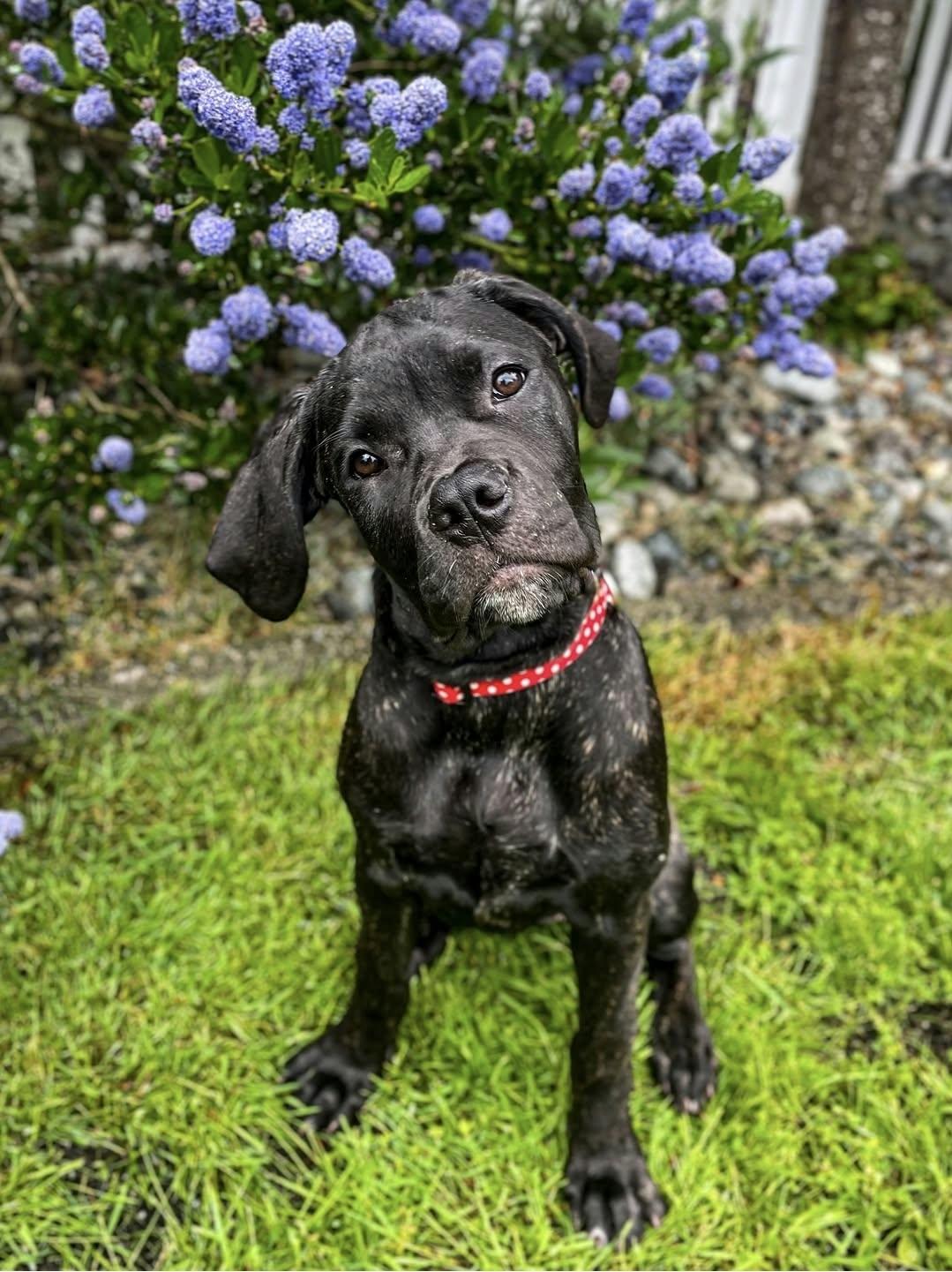 Enlarge Missy, a Adoptable mixed breed in Abbotsford, BC image 3/5
