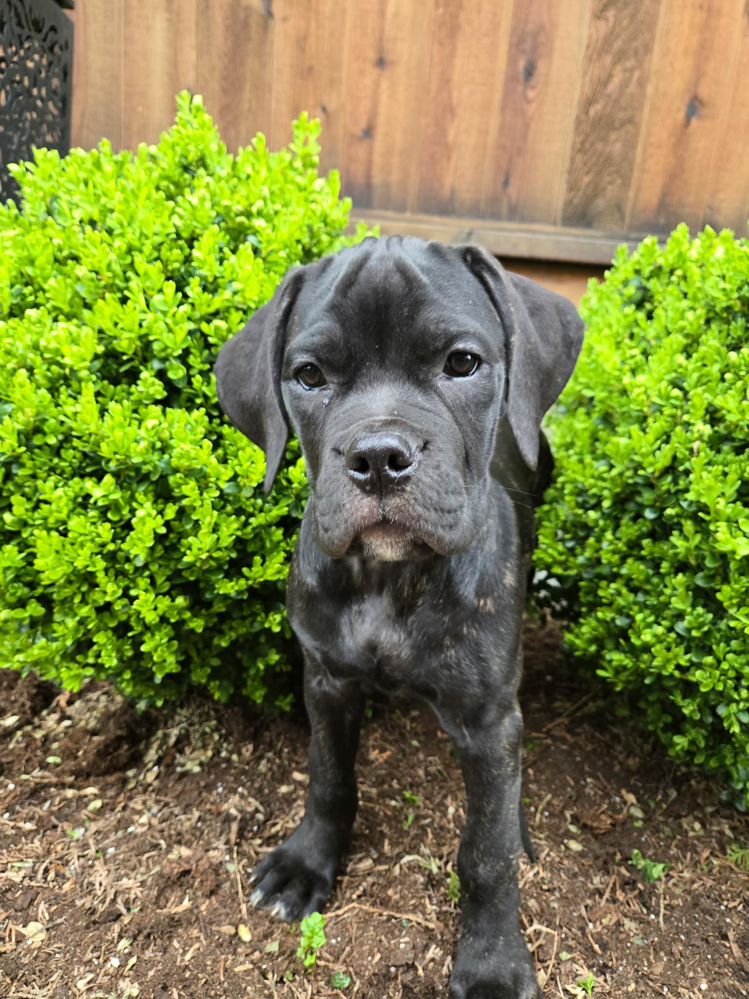 Enlarge Missy, a Adoptable mixed breed in Abbotsford, BC image 5/5