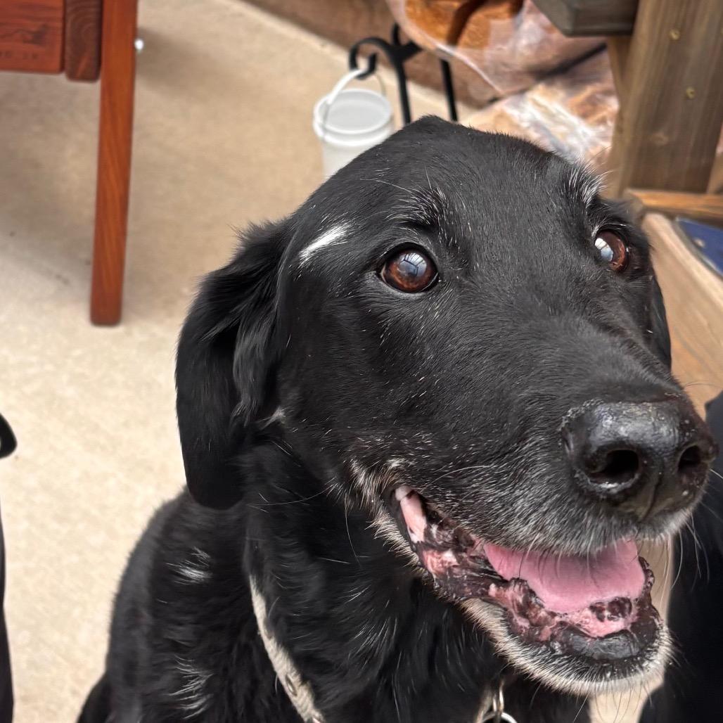 Abraham, Adoptable, Senior Male Black Labrador Retriever.