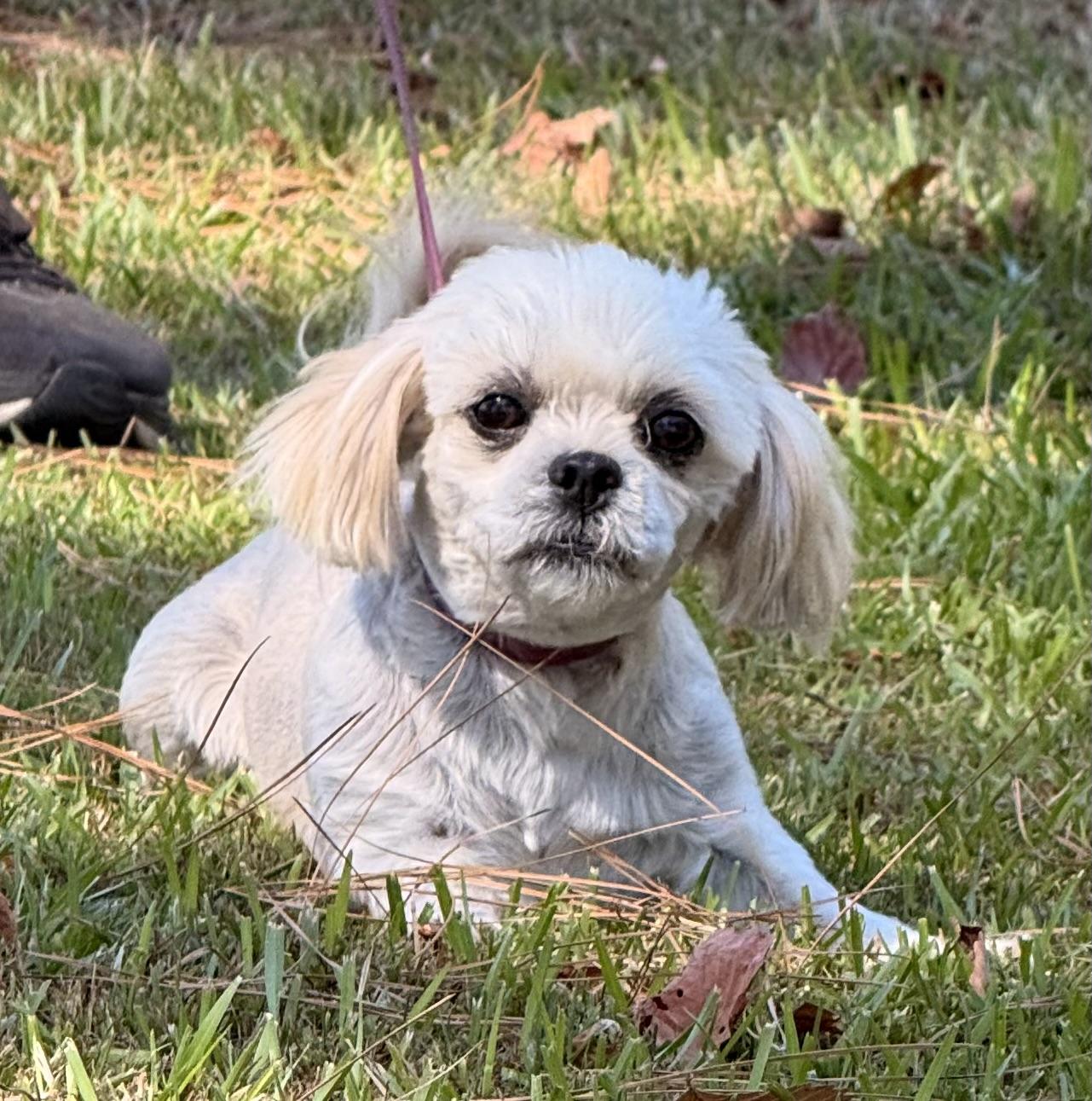 Enlarge Minnie, a Adoptable Shih Tzu in Texarkana, TX image 3/6