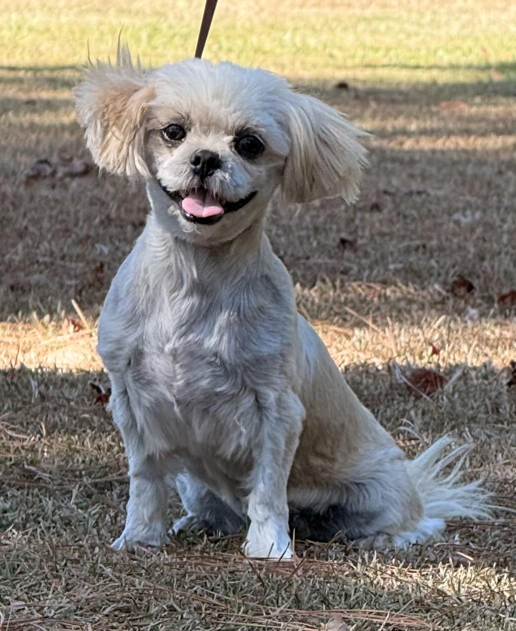 Enlarge Minnie, a Adoptable Shih Tzu in Texarkana, TX image 5/6