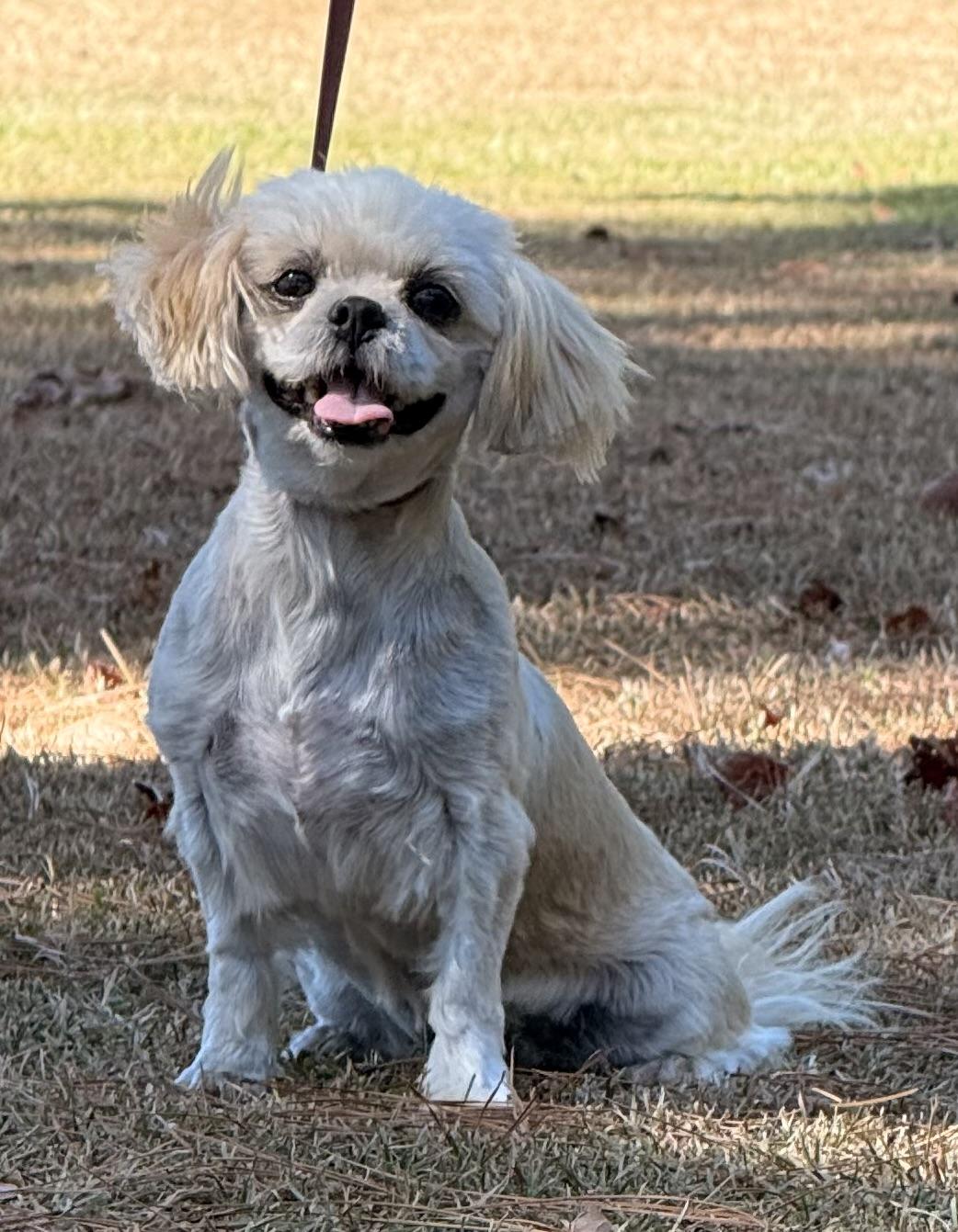 Enlarge Minnie, a Adoptable Shih Tzu in Texarkana, TX image 2/6