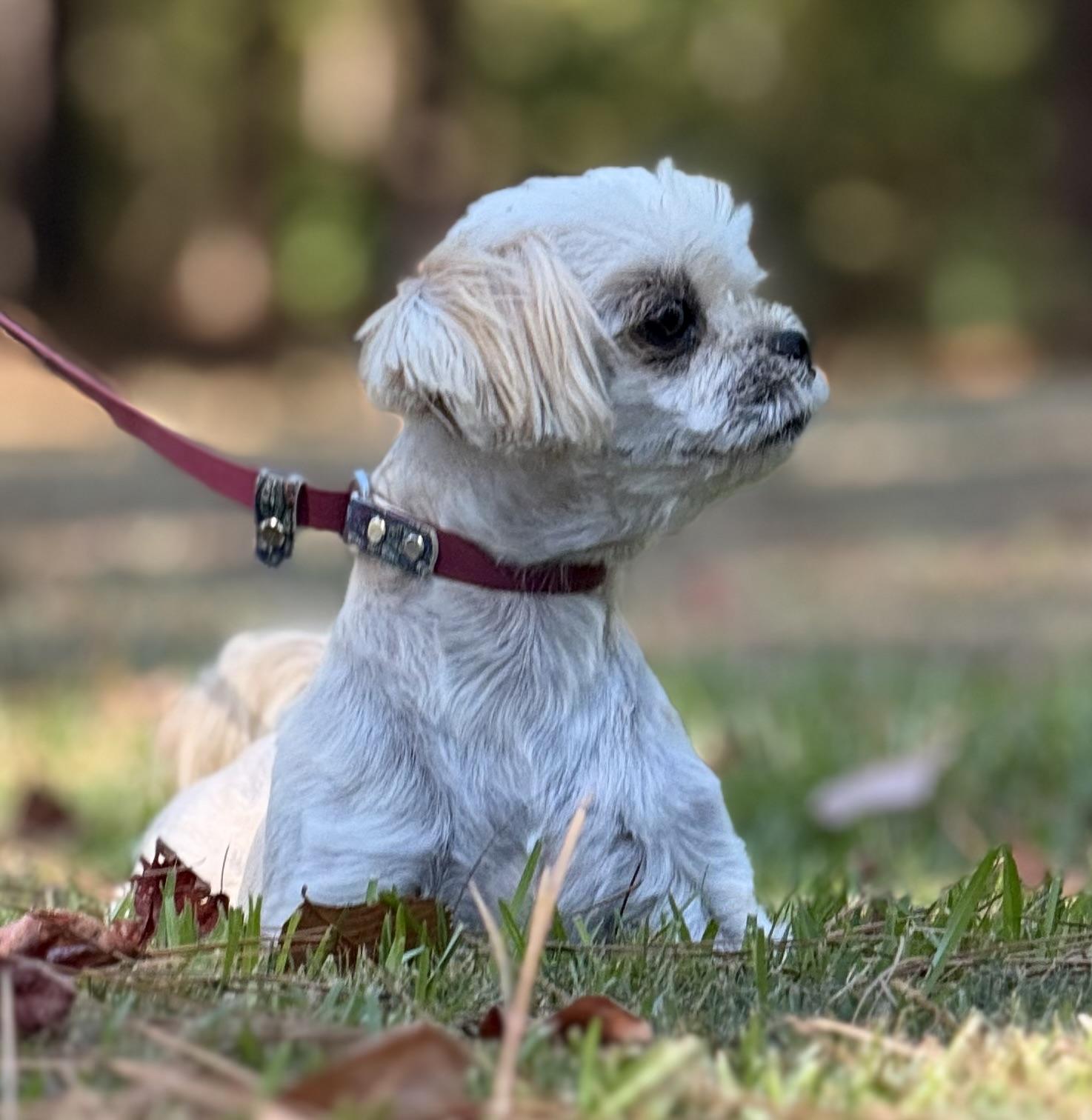 Enlarge Minnie, a Adoptable Shih Tzu in Texarkana, TX image 4/6