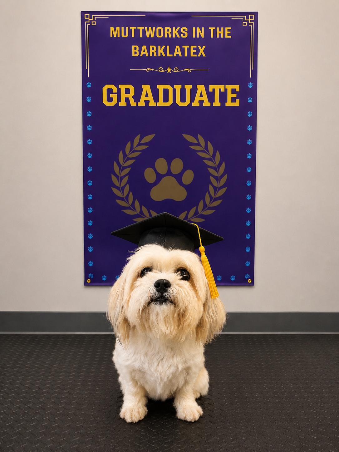 Enlarge Minnie, a Adoptable Shih Tzu in Texarkana, TX image 1/6
