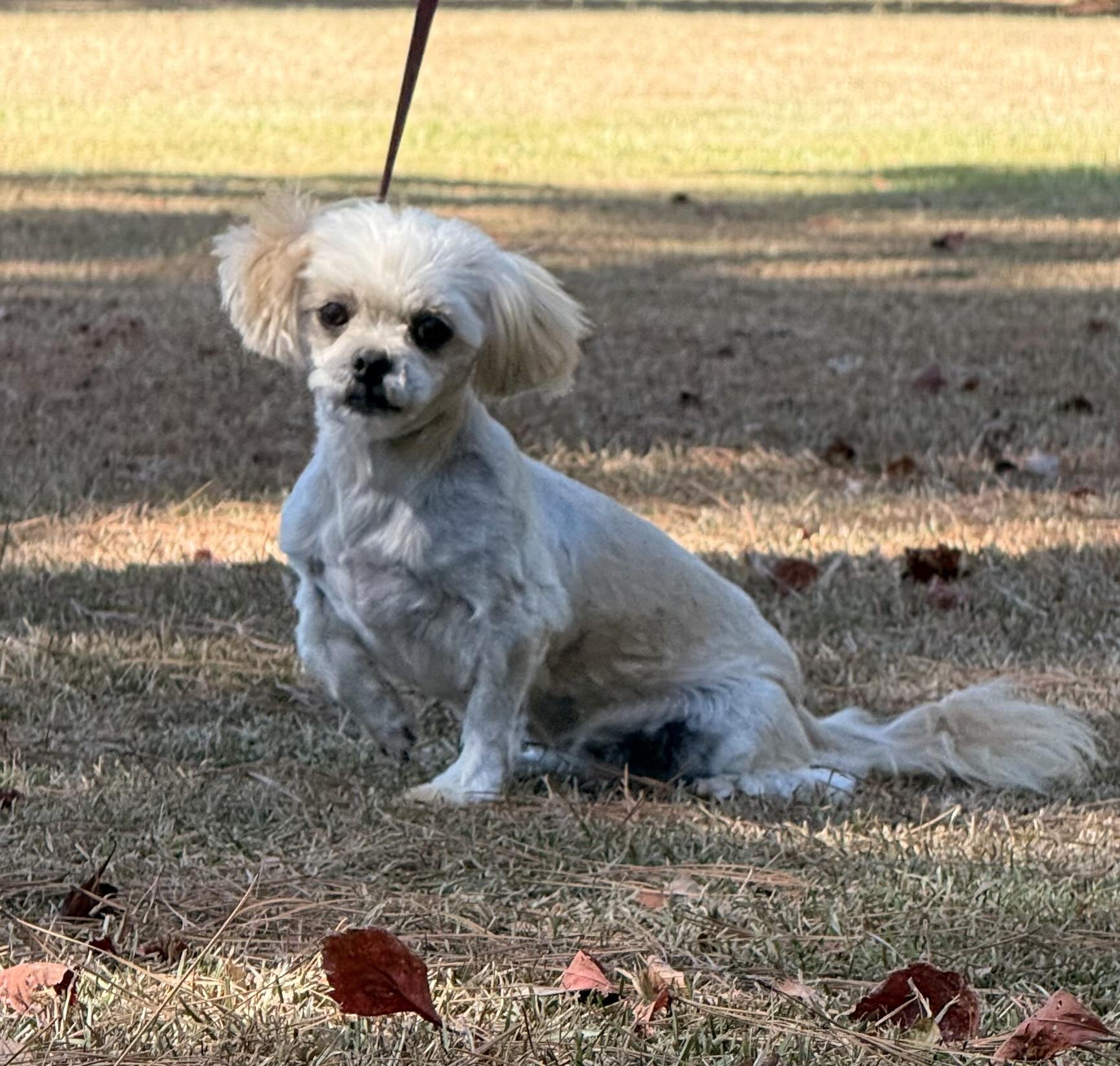 Enlarge Minnie, a Adoptable Shih Tzu in Texarkana, TX image 6/6