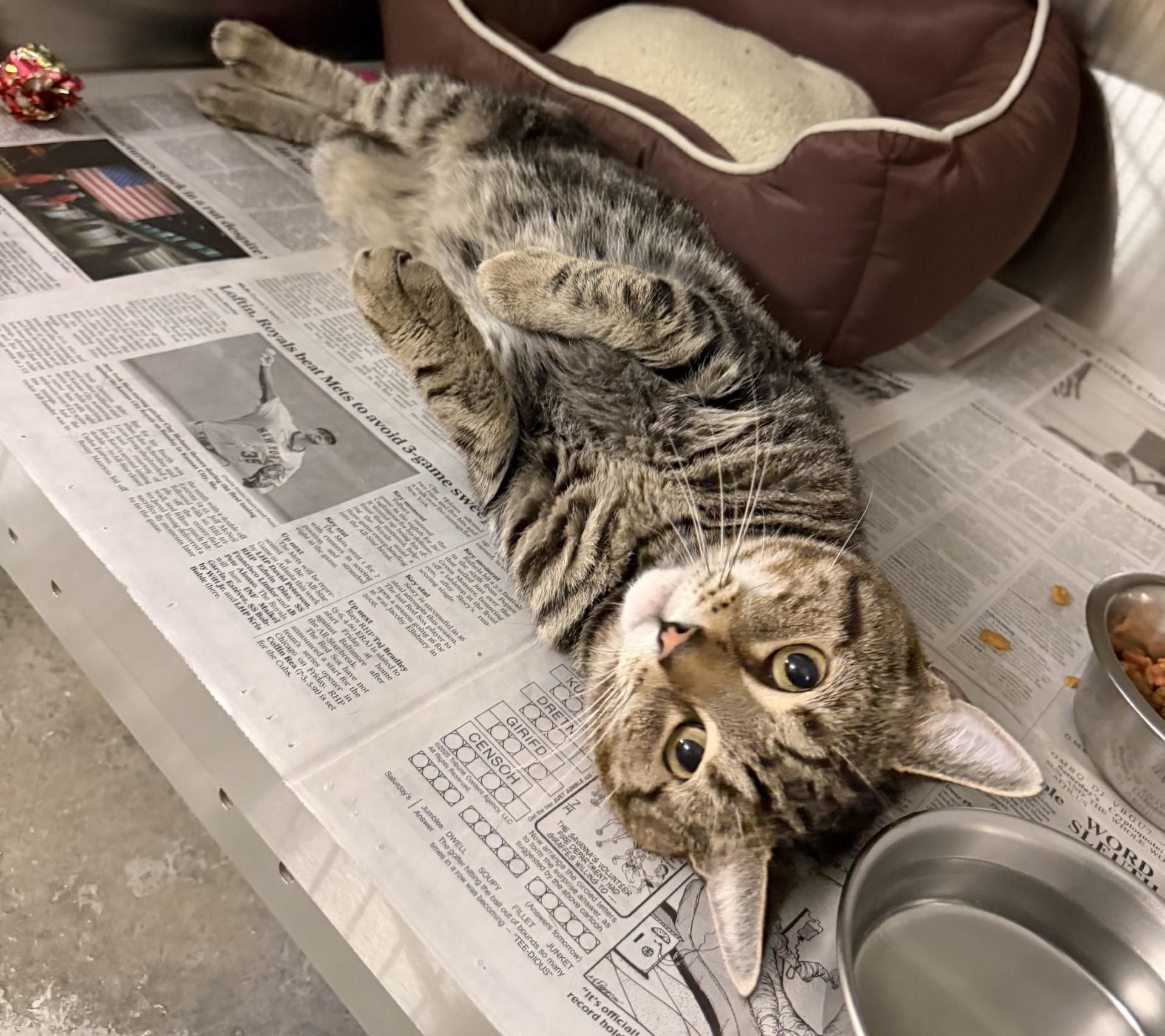 Floyd, adopted, Adult Male Domestic Short Hair.