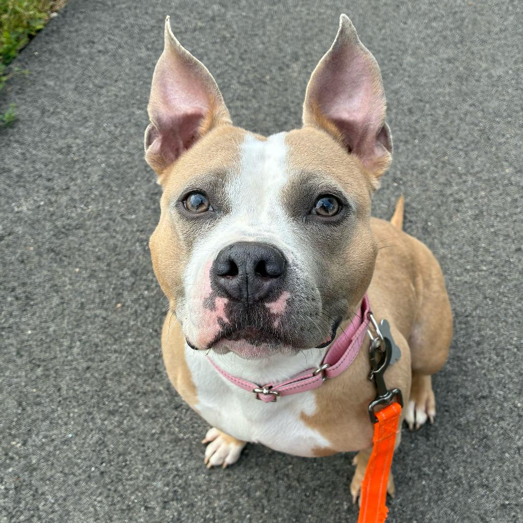Enlarge Tiki, a Adoptable Mixed Breed in Skokie, IL image 1/4
