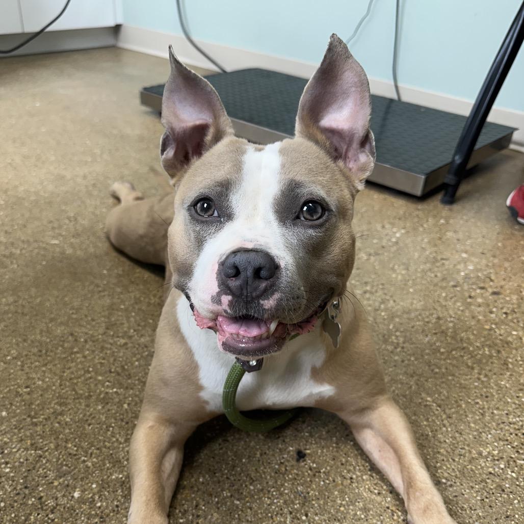 Enlarge Tiki, a Adoptable Mixed Breed in Skokie, IL image 2/4