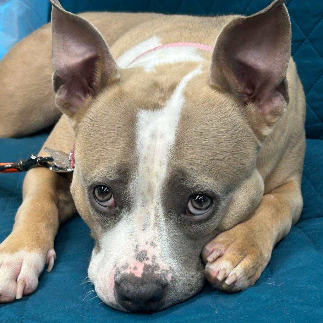 Enlarge Tiki, a Adoptable Mixed Breed in Skokie, IL image 3/4