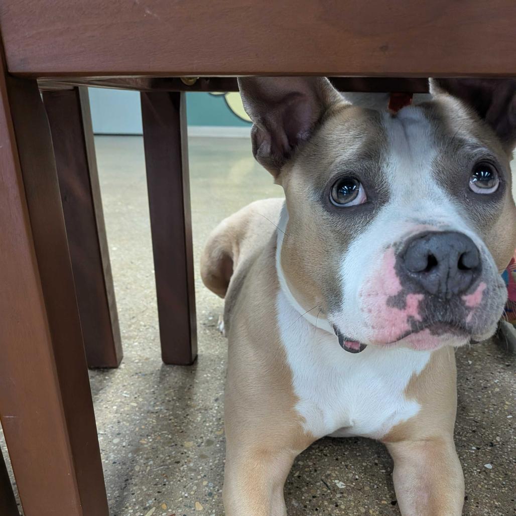 Enlarge Tiki, a Adoptable Mixed Breed in Skokie, IL image 4/4