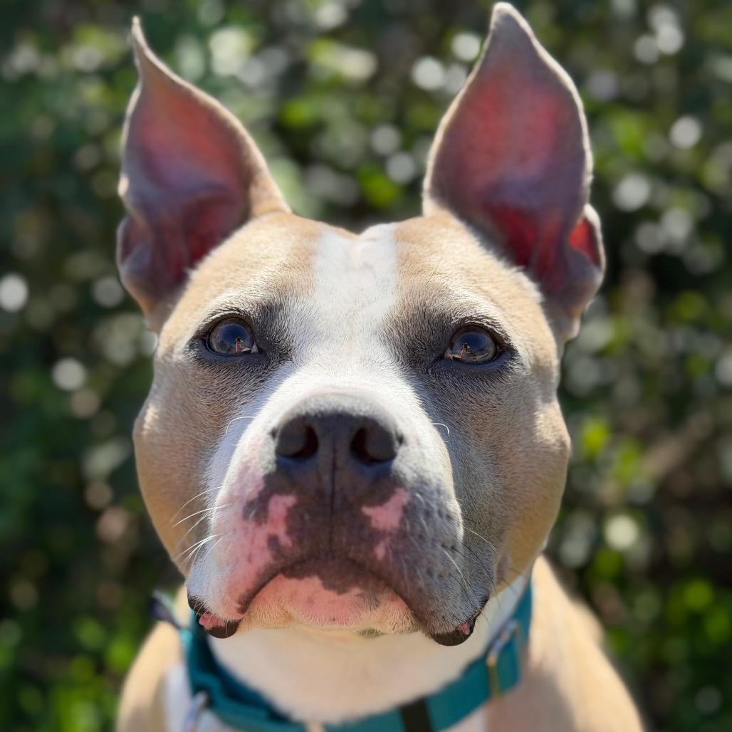 Enlarge Tiki, a Adoptable Mixed Breed in Skokie, IL image 5/6