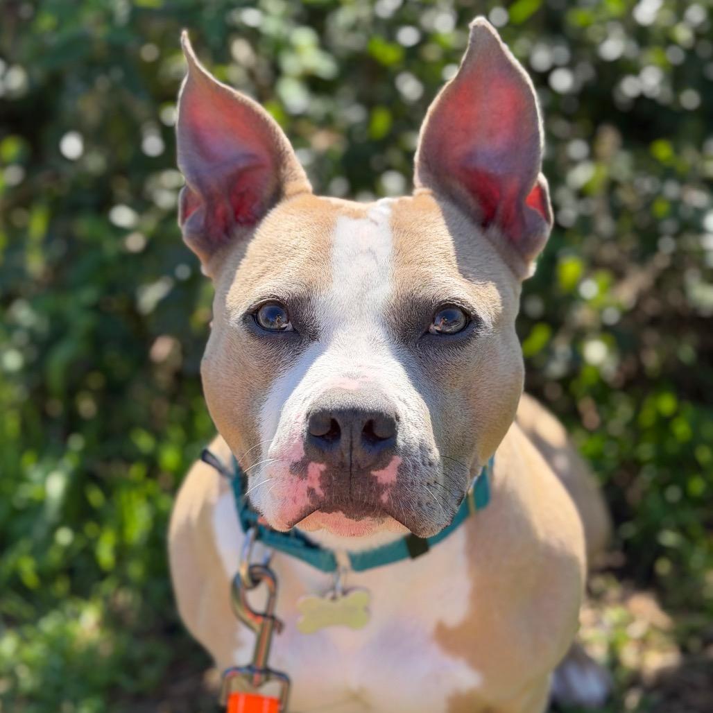 Enlarge Tiki, a Adoptable Mixed Breed in Skokie, IL image 6/6