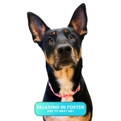 Jade, Adoptable, Puppy Female Australian Shepherd & Mixed Breed.