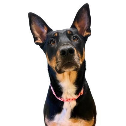 Enlarge Jade, a Adoptable mixed breed in Reno, NV image 1/1