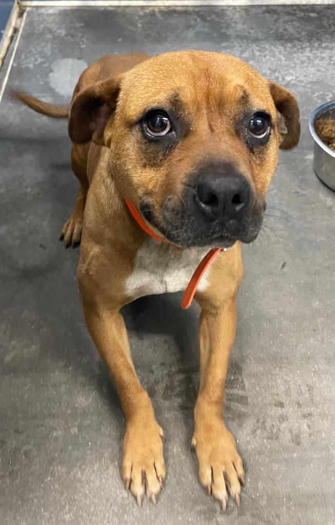 Marsha, Adoptable, Young Female Mixed Breed.