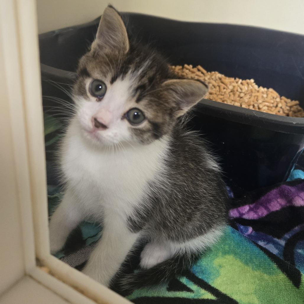 Chevy 26-253, Adoptable, Kitten Male Domestic Short Hair.