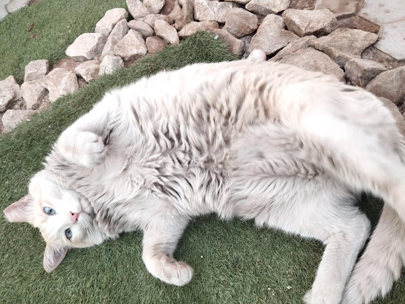 Combo, Adoptable, Adult Male Domestic Short Hair.