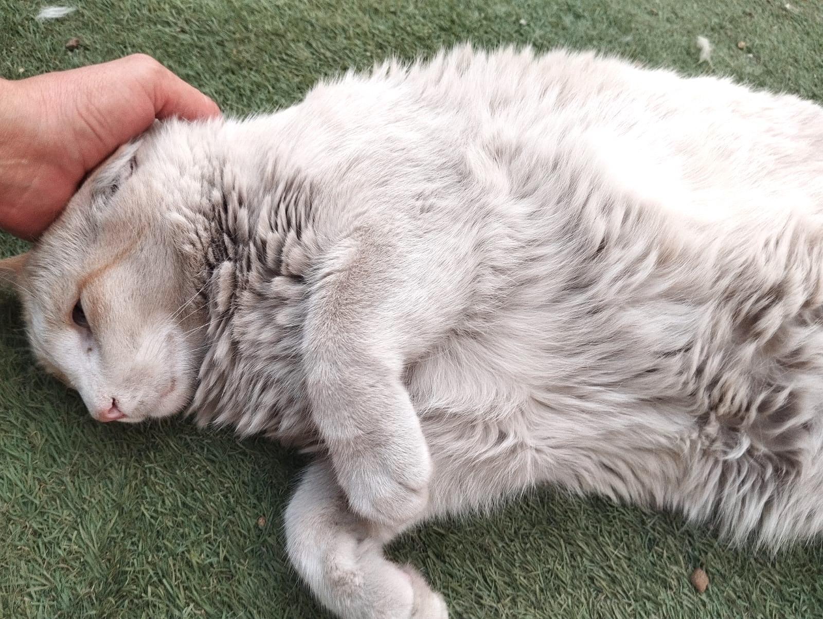 Combo, a Adoptable Domestic Short Hair in Mexicali, BCN image 3/5