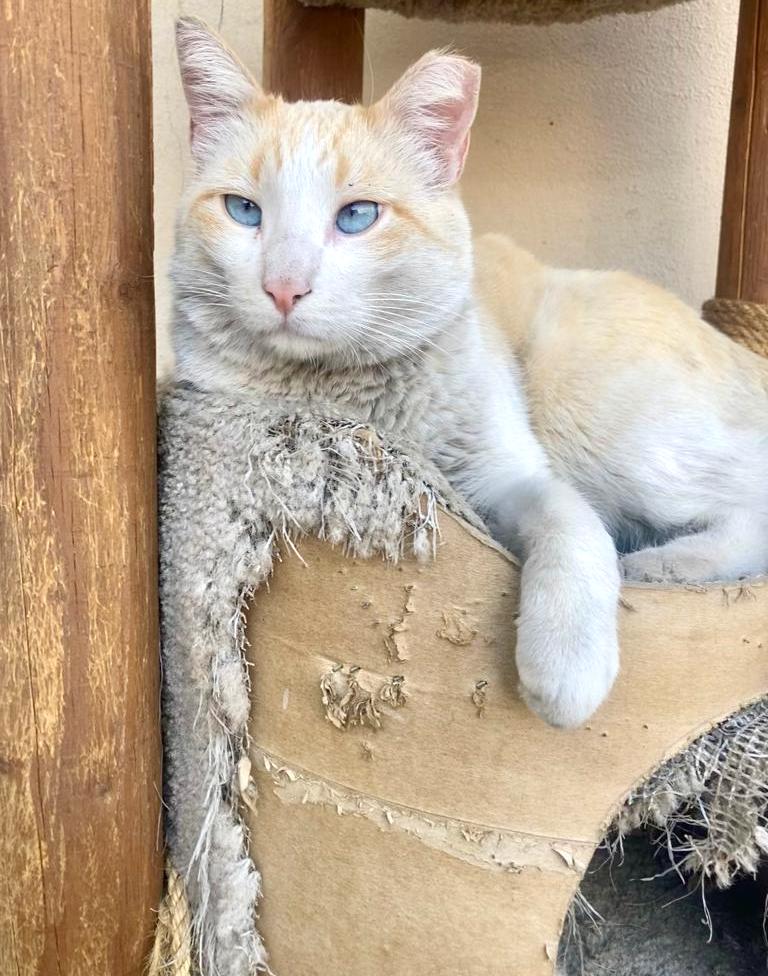 Combo, Adult Male American Shorthair