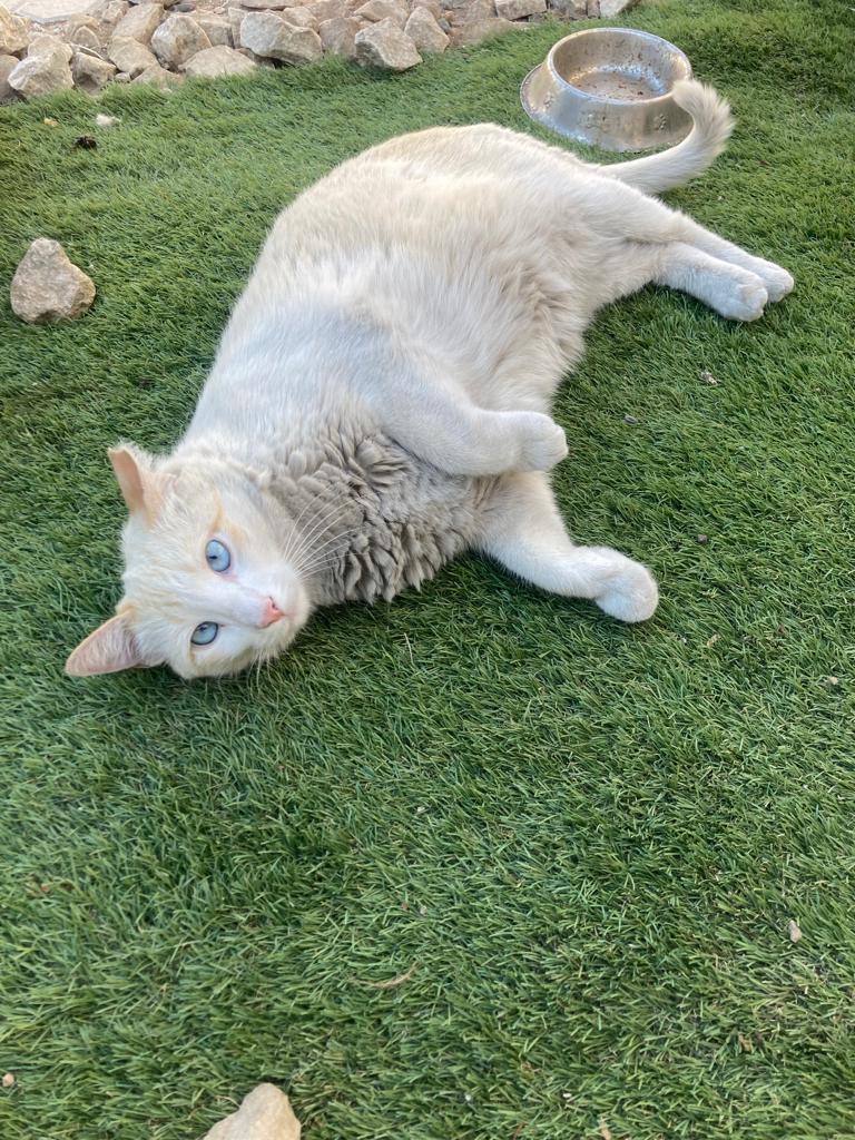 Combo, a Adoptable Domestic Short Hair in Mexicali, BCN image 4/5