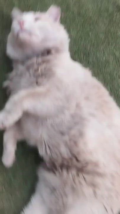 Enlarge Combo, a Adoptable Domestic Short Hair in Mexicali, BCN video 5/5