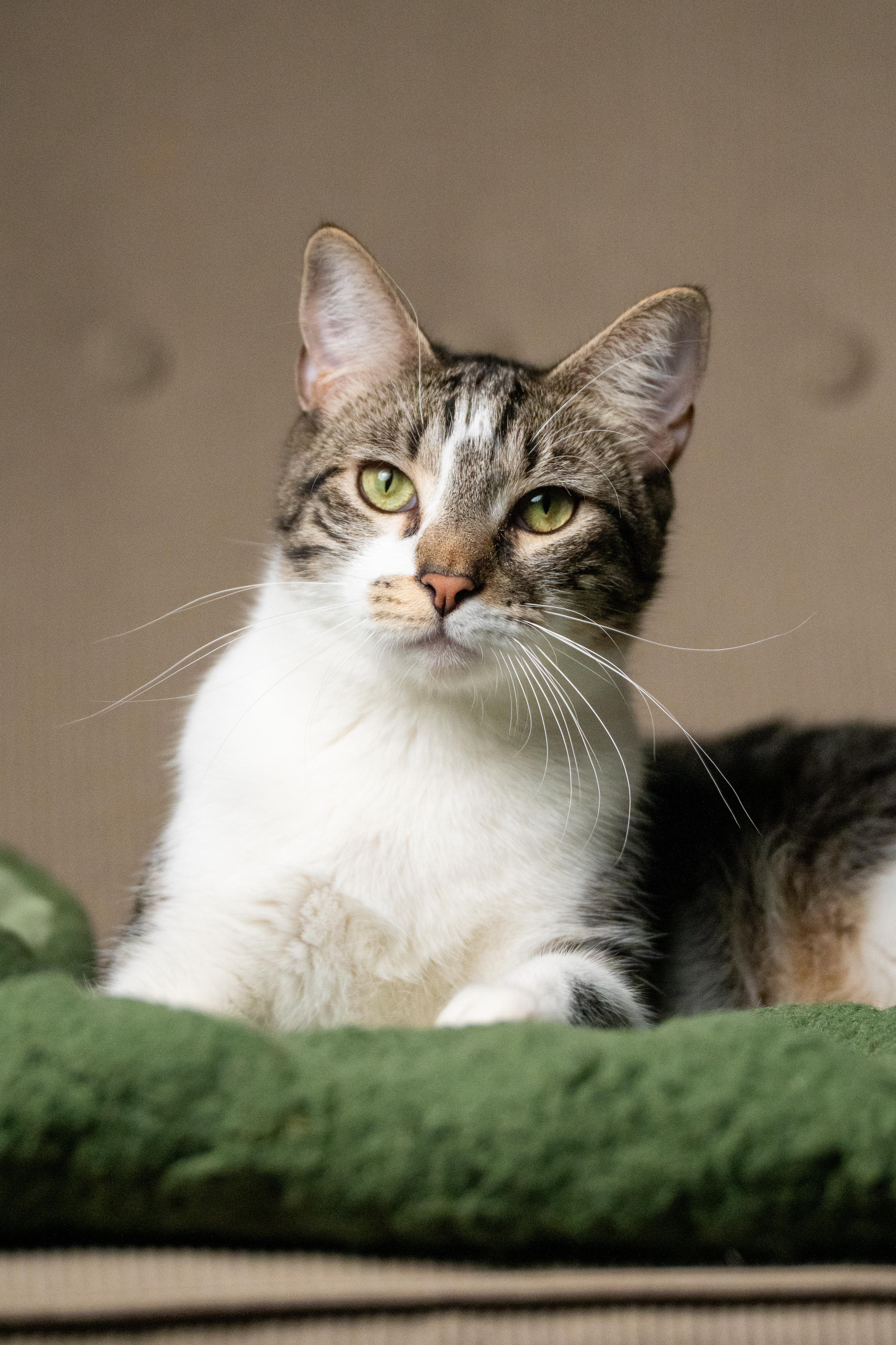 Enlarge Bushwick Bill, an adopted Domestic Short Hair in Los Angeles, CA image 4/6
