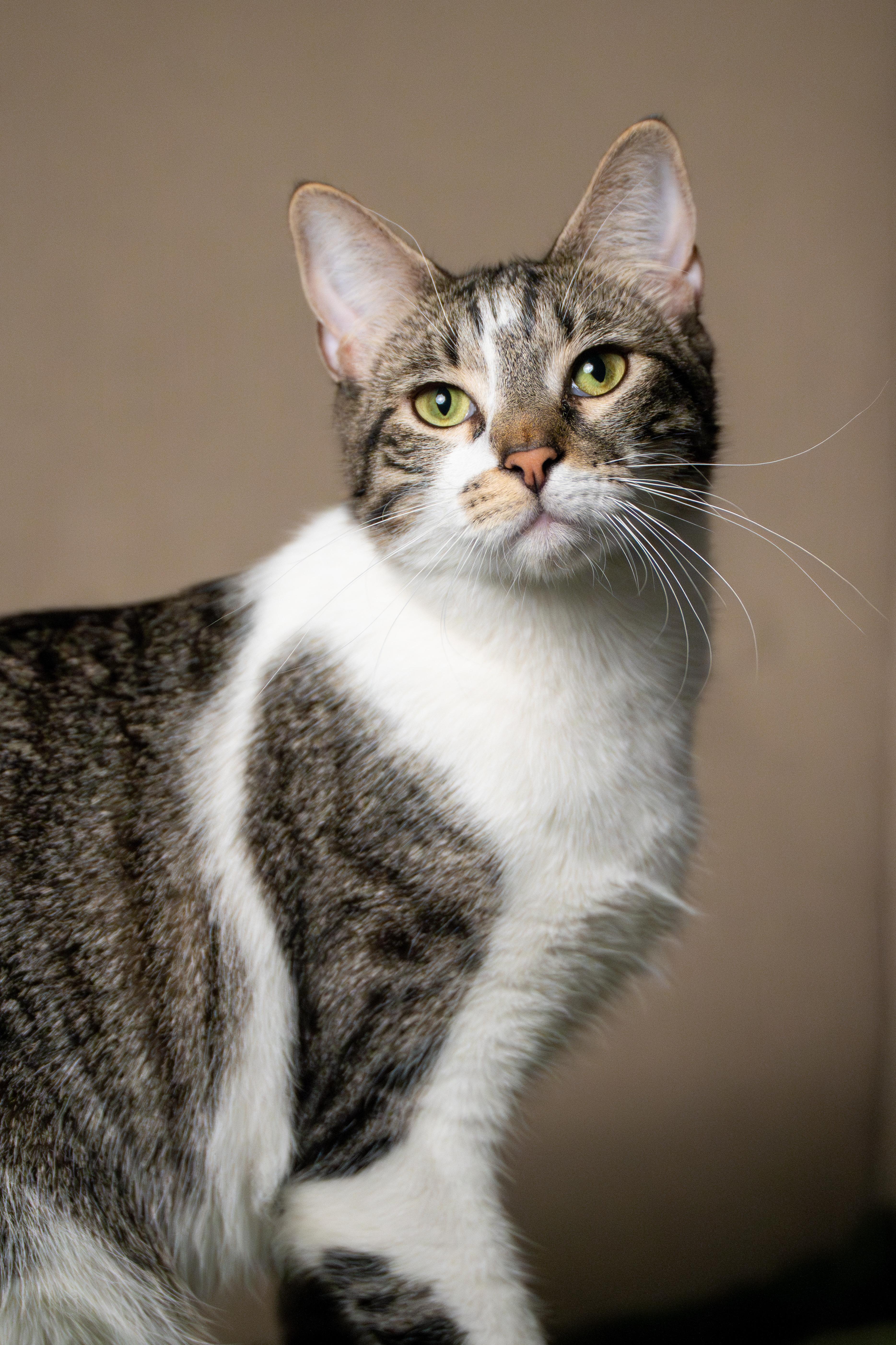 Enlarge Bushwick Bill, an adopted Domestic Short Hair in Los Angeles, CA image 3/6