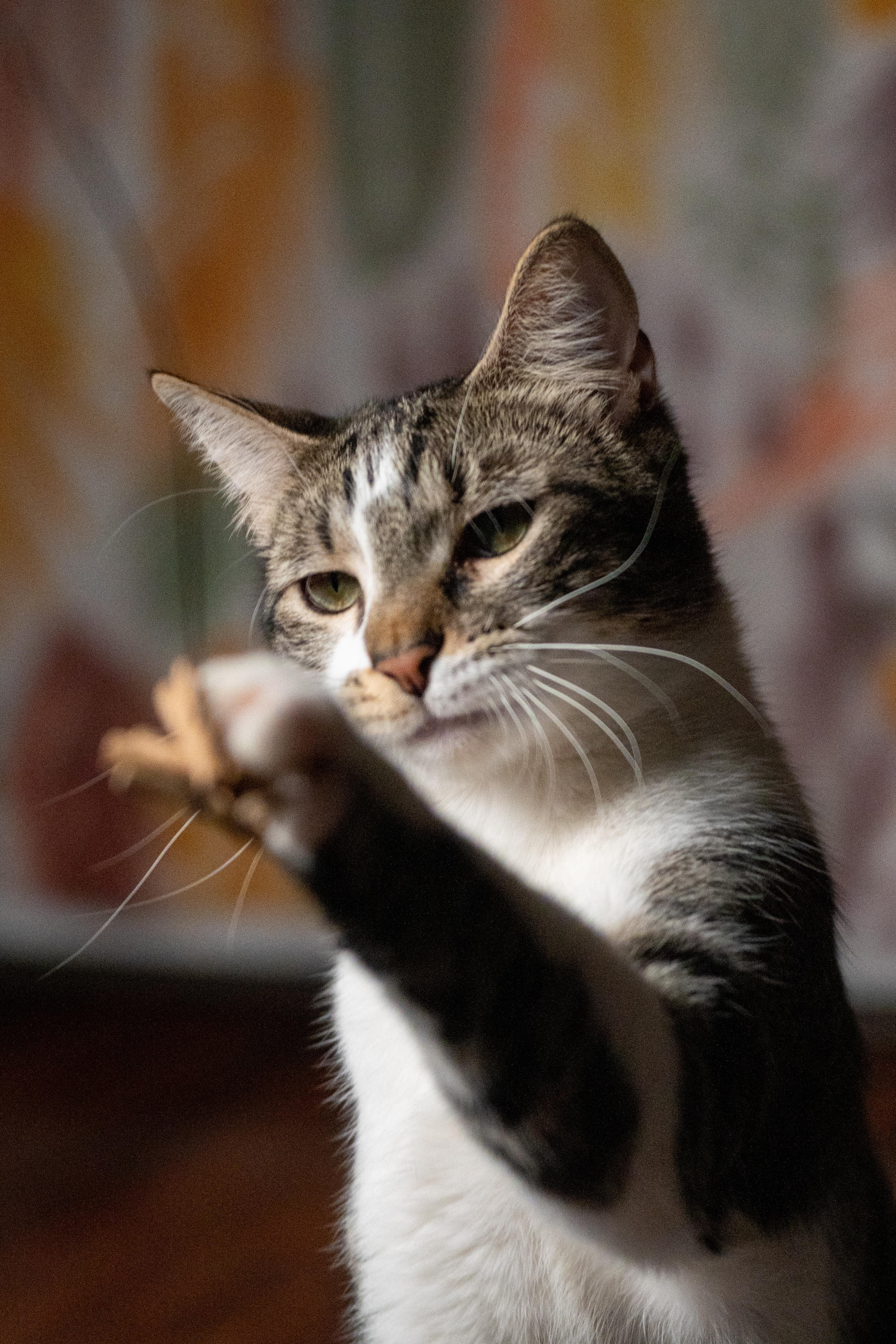Enlarge Bushwick Bill, an adopted Domestic Short Hair in Los Angeles, CA image 6/6
