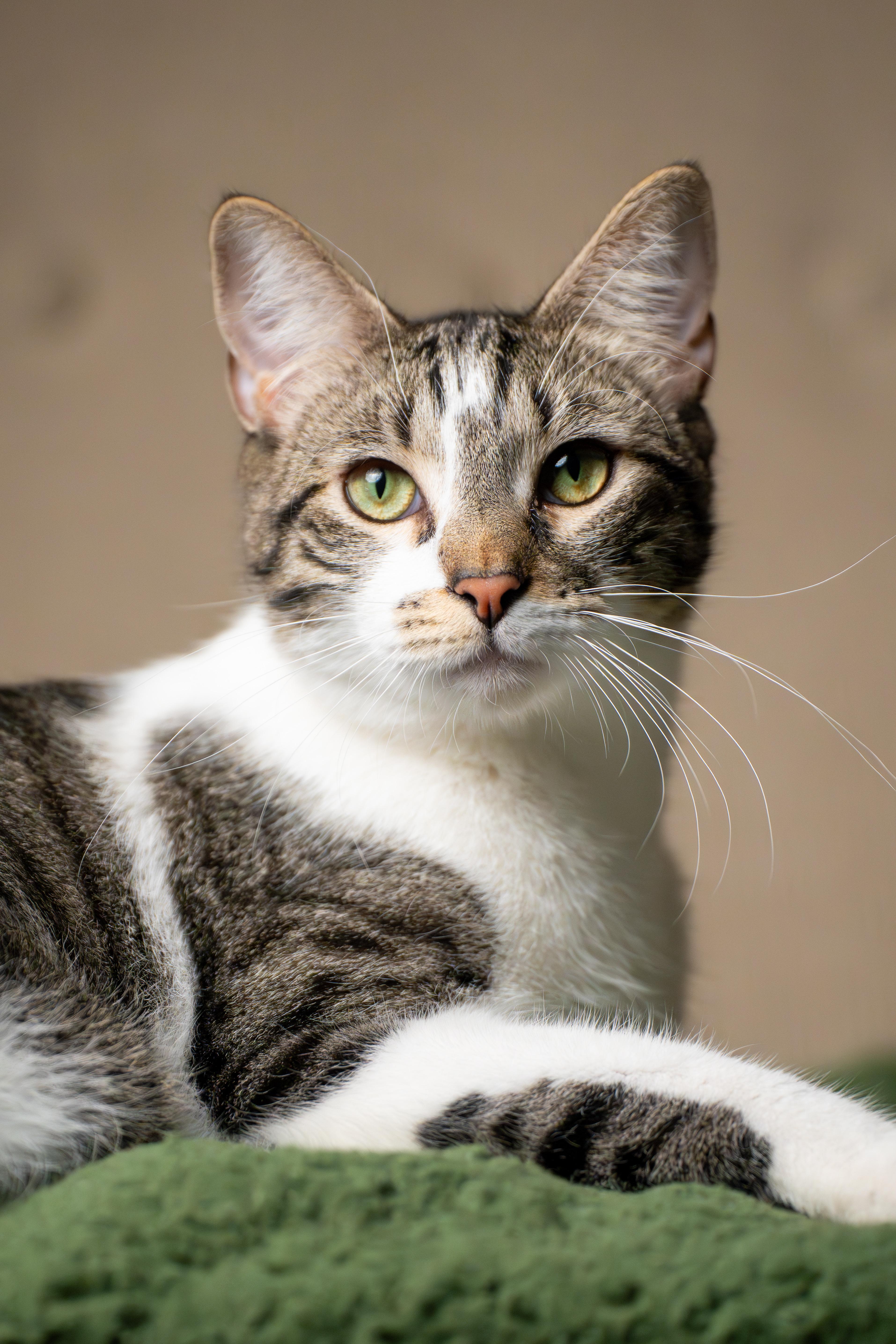 Enlarge Bushwick Bill, an adopted Domestic Short Hair in Los Angeles, CA image 5/6
