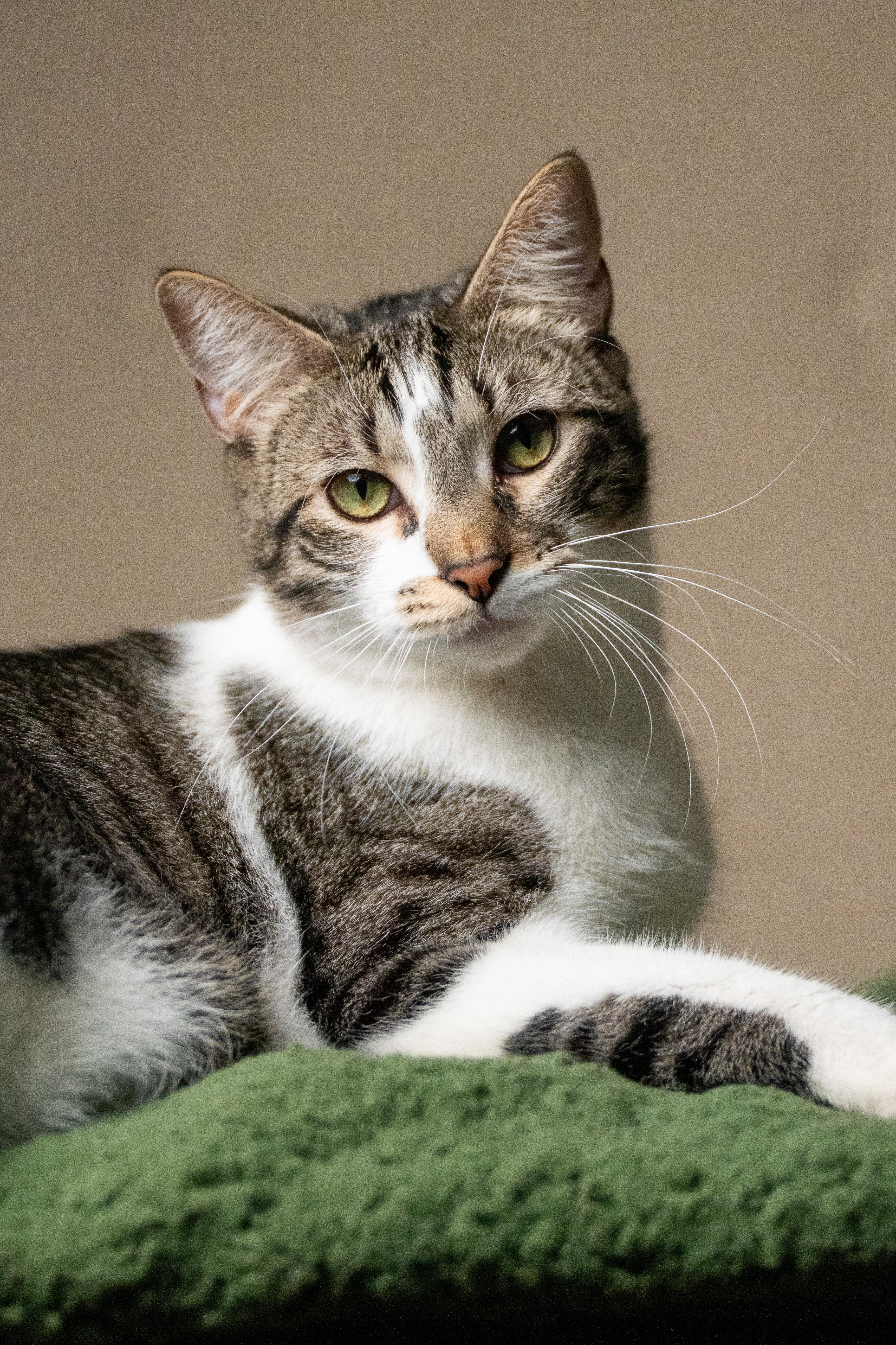 Enlarge Bushwick Bill, an adopted Domestic Short Hair in Los Angeles, CA image 2/6