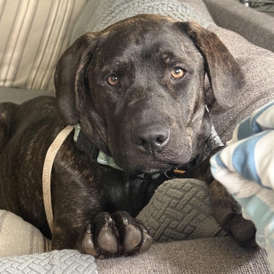 Pepper (Pansy), Adoptable, Young Female Mixed Breed.