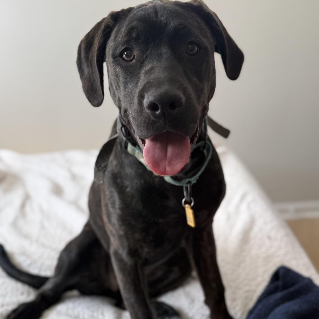 Enlarge Pepper (Pansy), a Adoptable Mixed Breed in Avon, OH image 2/5