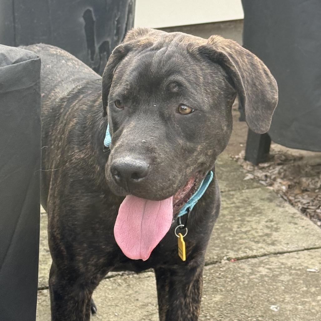 Enlarge Pepper (Pansy), a Adoptable Mixed Breed in Avon, OH image 3/5