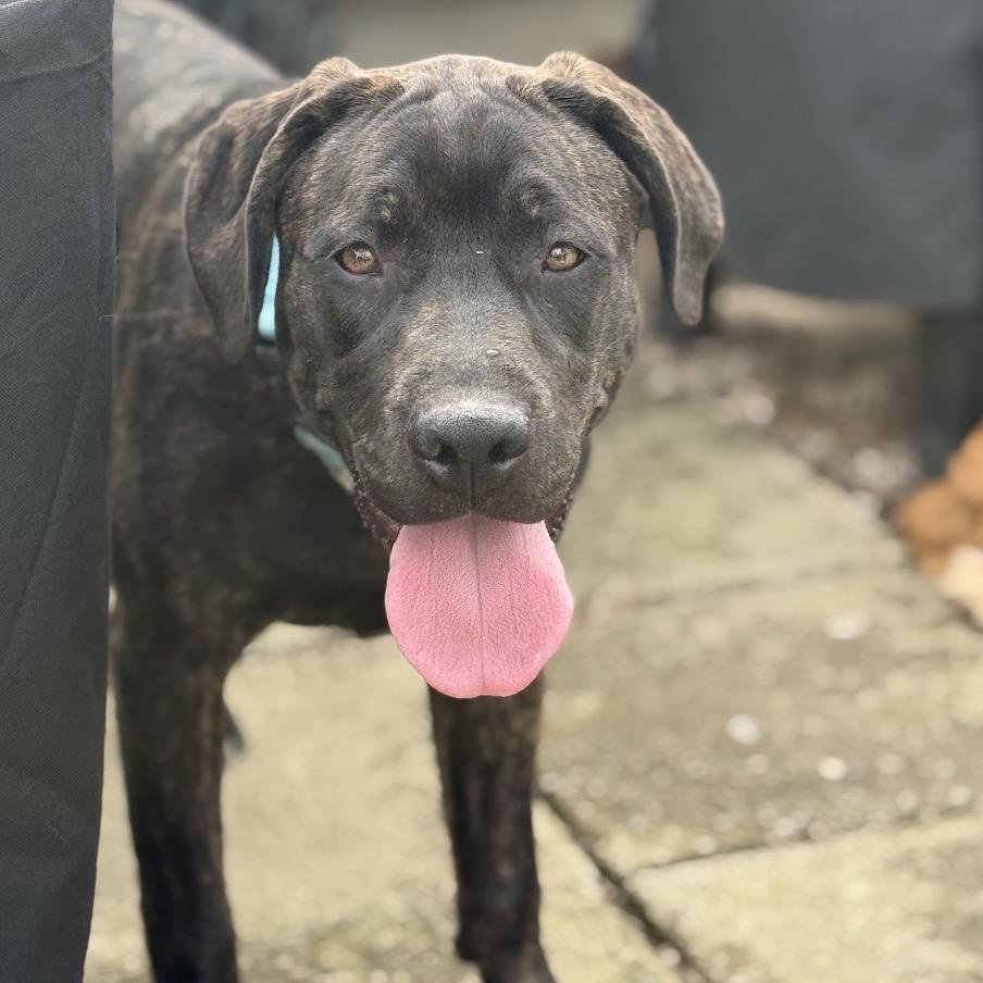 Enlarge Pepper (Pansy), a Adoptable Mixed Breed in Avon, OH image 5/5