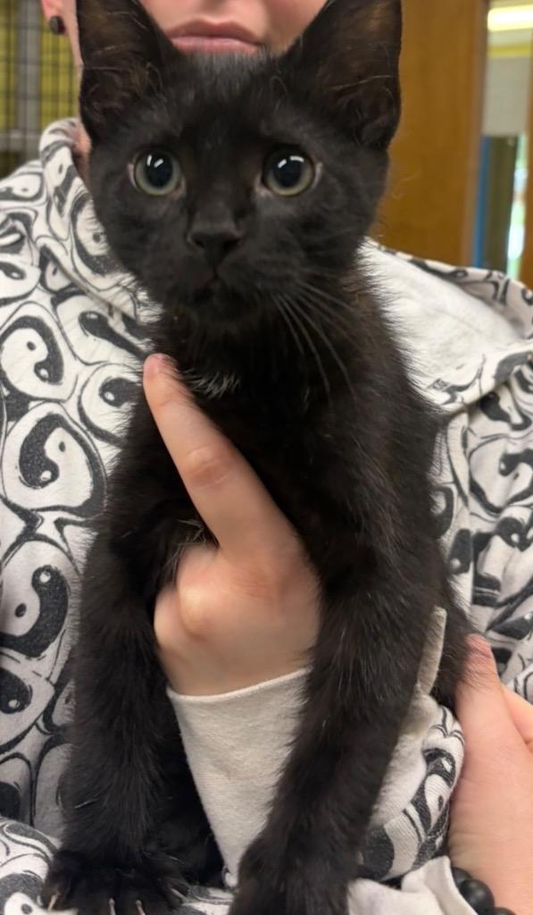Carter, Adoptable, Kitten Male Domestic Short Hair.