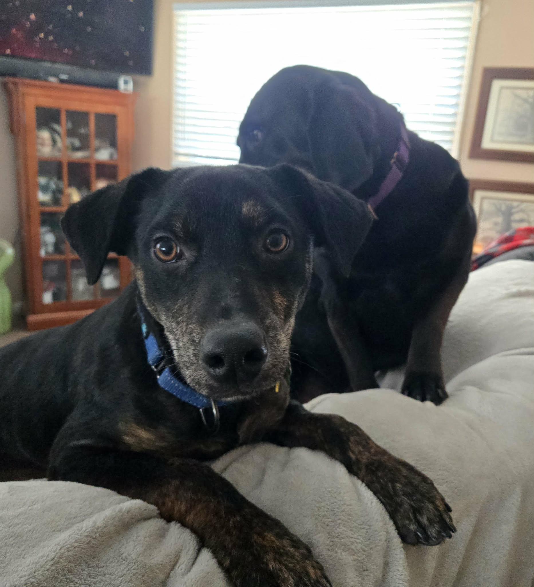 Enlarge Crixus, an adopted Mixed Breed in Merrillville, IN image 2/4