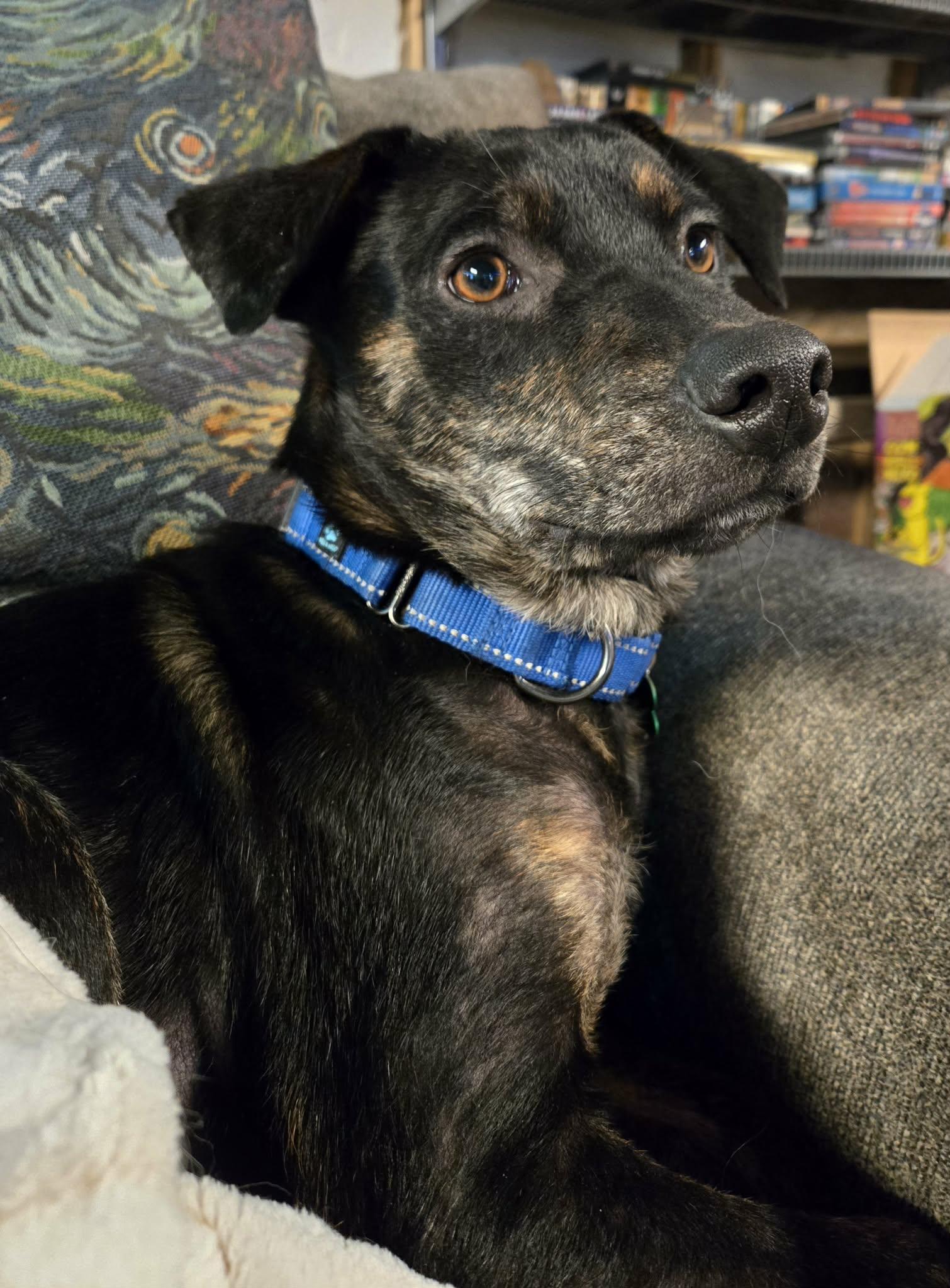Enlarge Crixus, an adopted Mixed Breed in Merrillville, IN image 3/4