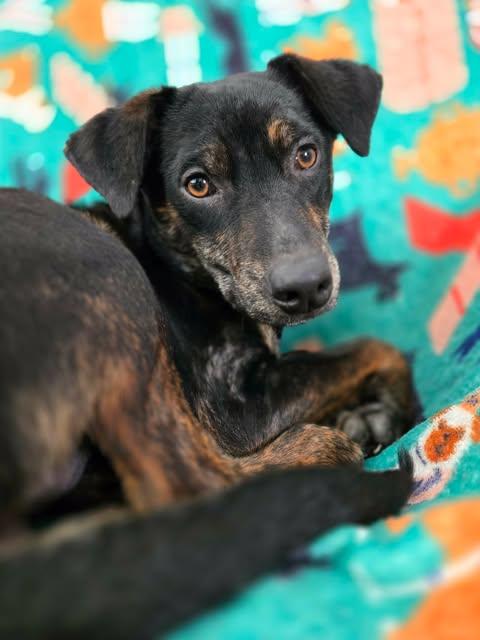 Enlarge Crixus, an adopted Mixed Breed in Merrillville, IN image 1/4