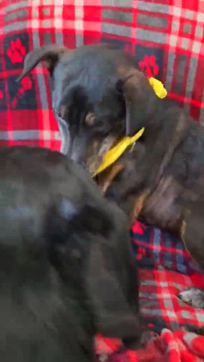 Enlarge Crixus, an adopted Mixed Breed in Merrillville, IN video 4/4