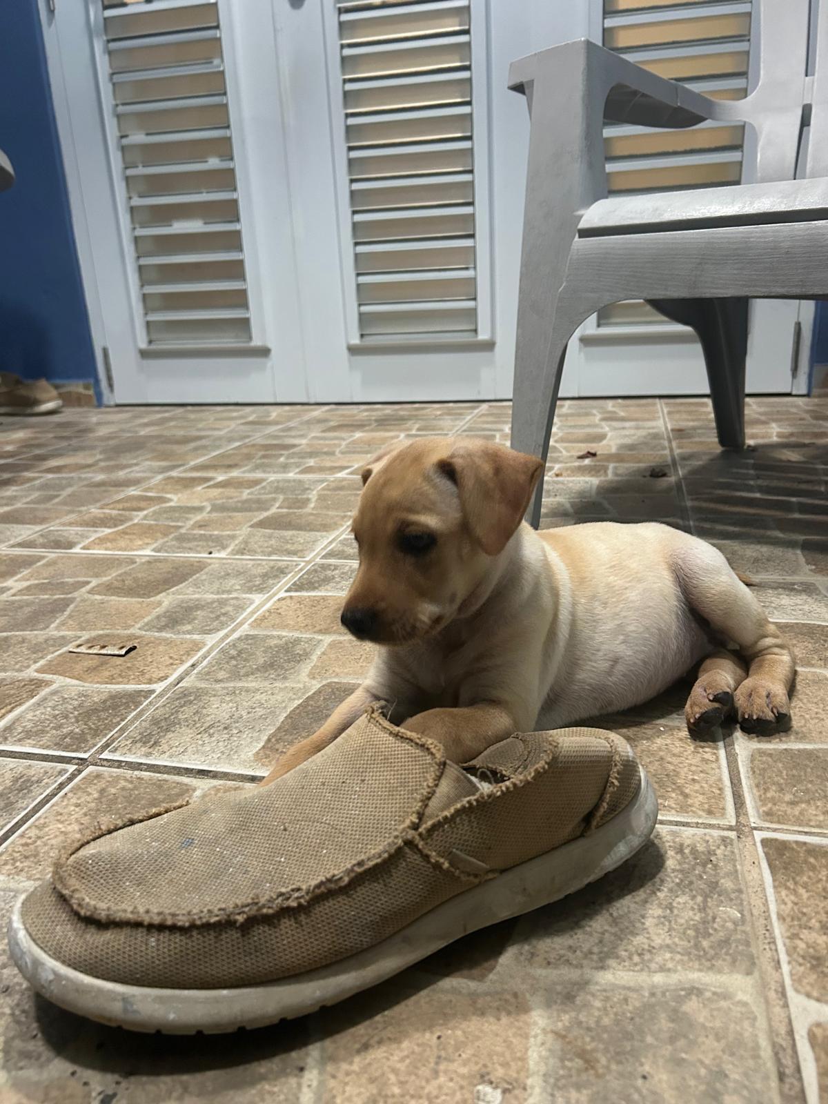 Enlarge PEACH (out of town), an adopted mixed breed in New York, NY image 4/5