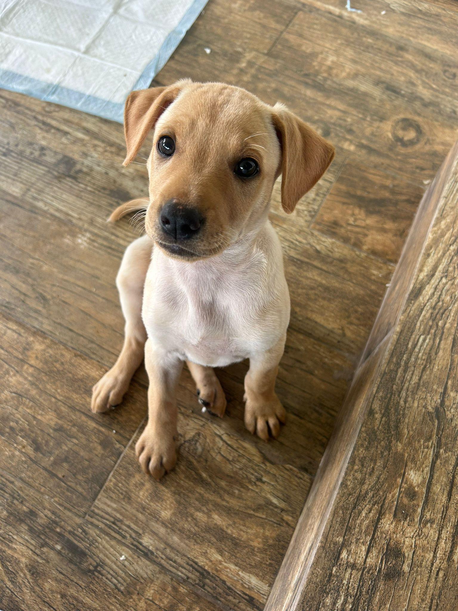 Enlarge PEACH (out of town), an adopted mixed breed in New York, NY image 5/5