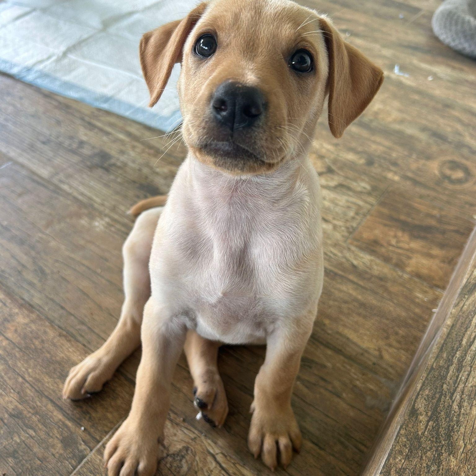 Enlarge PEACH (out of town), an adopted mixed breed in New York, NY image 1/5