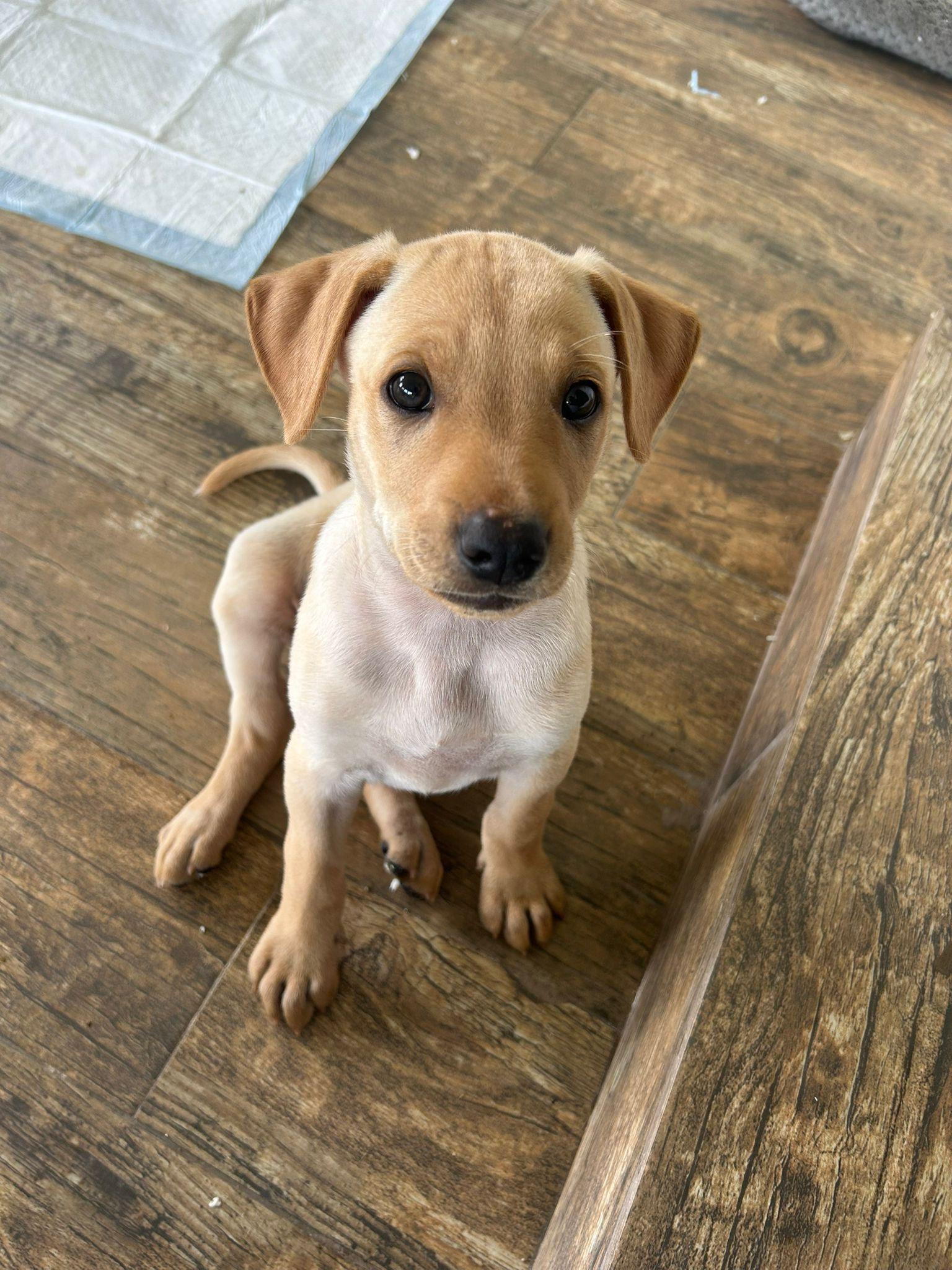 Enlarge PEACH (out of town), an adopted mixed breed in New York, NY image 2/5