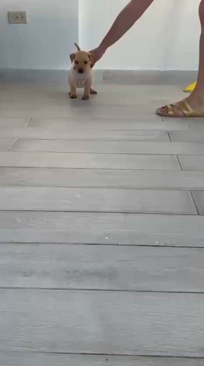 Enlarge PEACH (out of town), an adopted mixed breed in New York, NY video 3/5