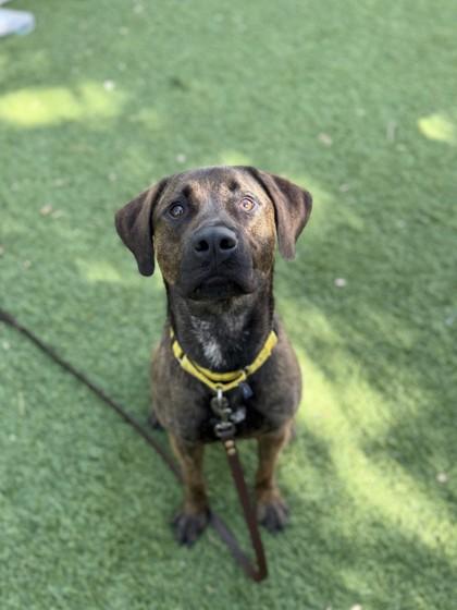 Finn, a Adoptable mixed breed in North Miami Beach, FL image 1/2